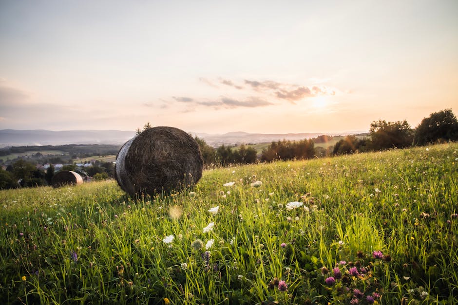Identifikácia rastlín v teréne na slovenskom vidieku
