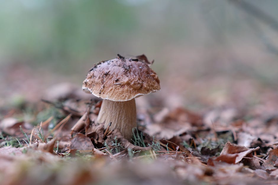 Hríb v lesnom ekosystéme, prepojenie rastlín a húb