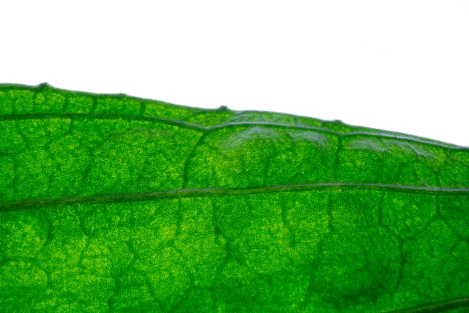 Textúra a žilkovanie listu pri botanickom štúdiu